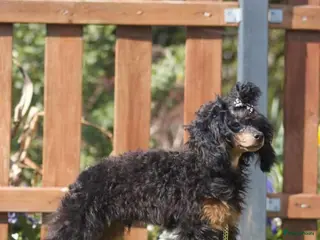 Poedel Toy honden Toy poedel reu Black en tan - Advertentie 4