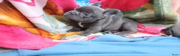 Franse Bulldog honden te koop: Franse Bulldog Pups met langer neusje Blauw&lilac - Advertentie 9
