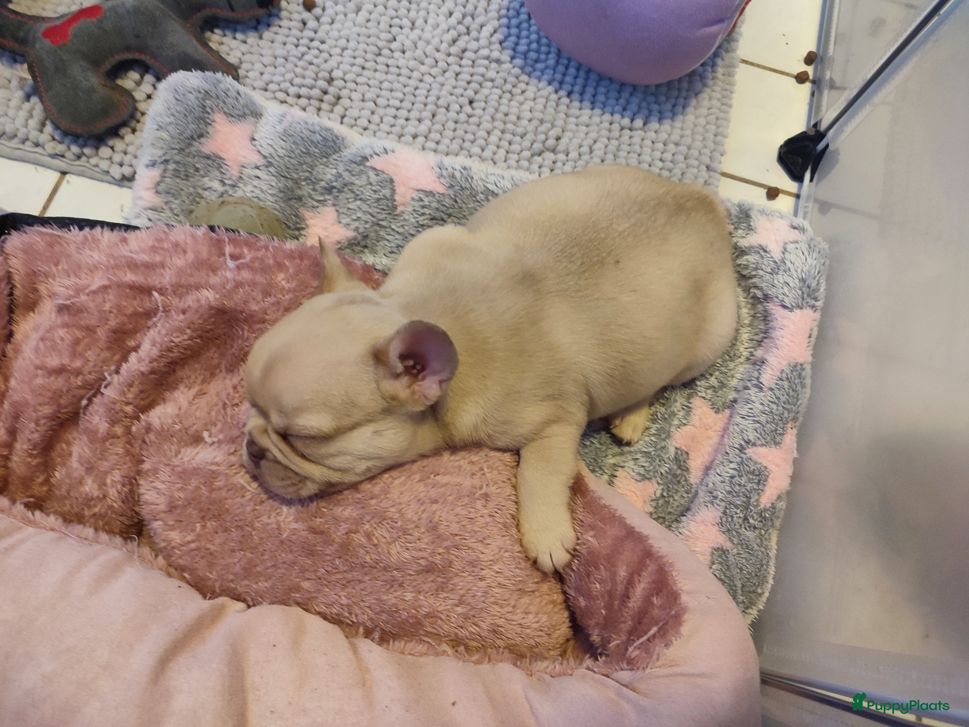 Franse Bulldog honden Laatste Franse bulldog reutje mag verhuizen - Advertentie 2