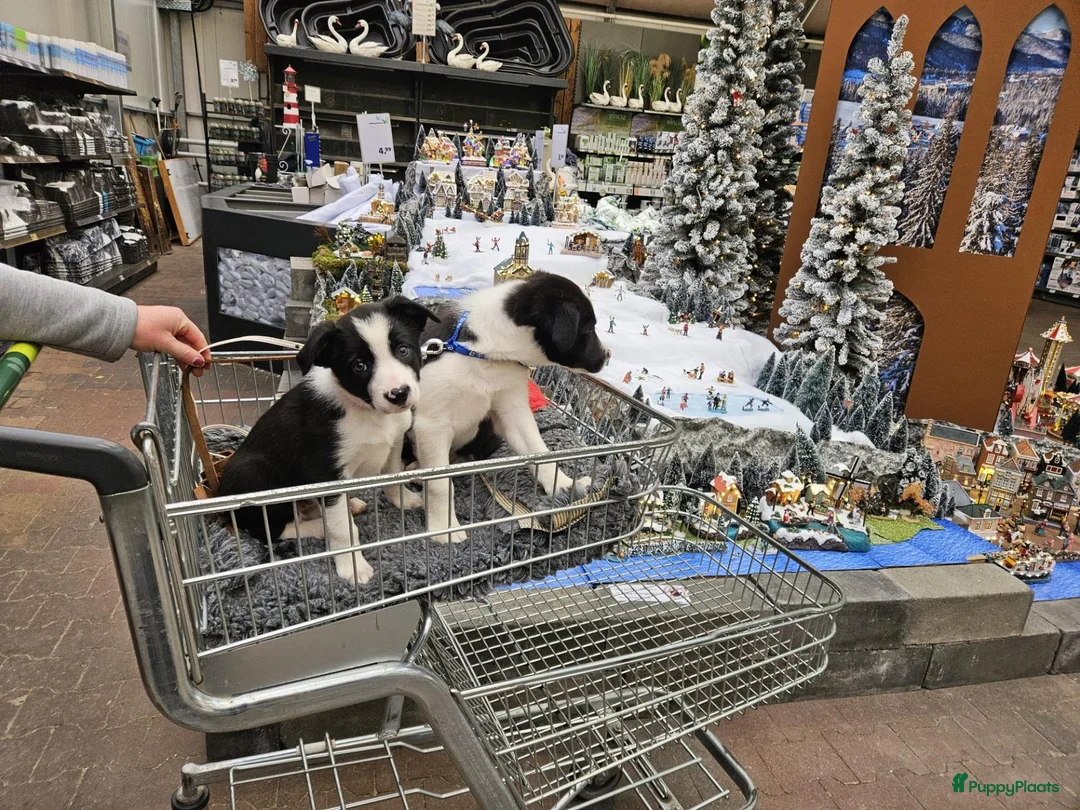 Border Collie honden te koop: Mooie, lieve en gesocialiseerde border collie - Advertentie 2