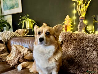 Welsh Corgi Pembroke honden te koop: Nestaankondiging!Welsh corgi pups, geteste ouders - Advertentie 1