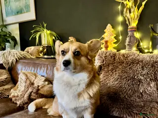 Welsh Corgi Pembroke honden Nestaankondiging!Welsh corgi pups, geteste ouders - Advertentie 2