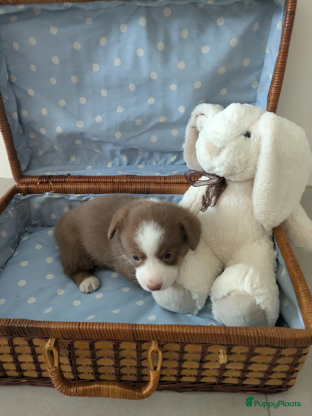 Welsh Corgi Cardigan honden te koop: Welsh Corgi Cardigan pups te Nieuwerkerken België - Advertentie 8