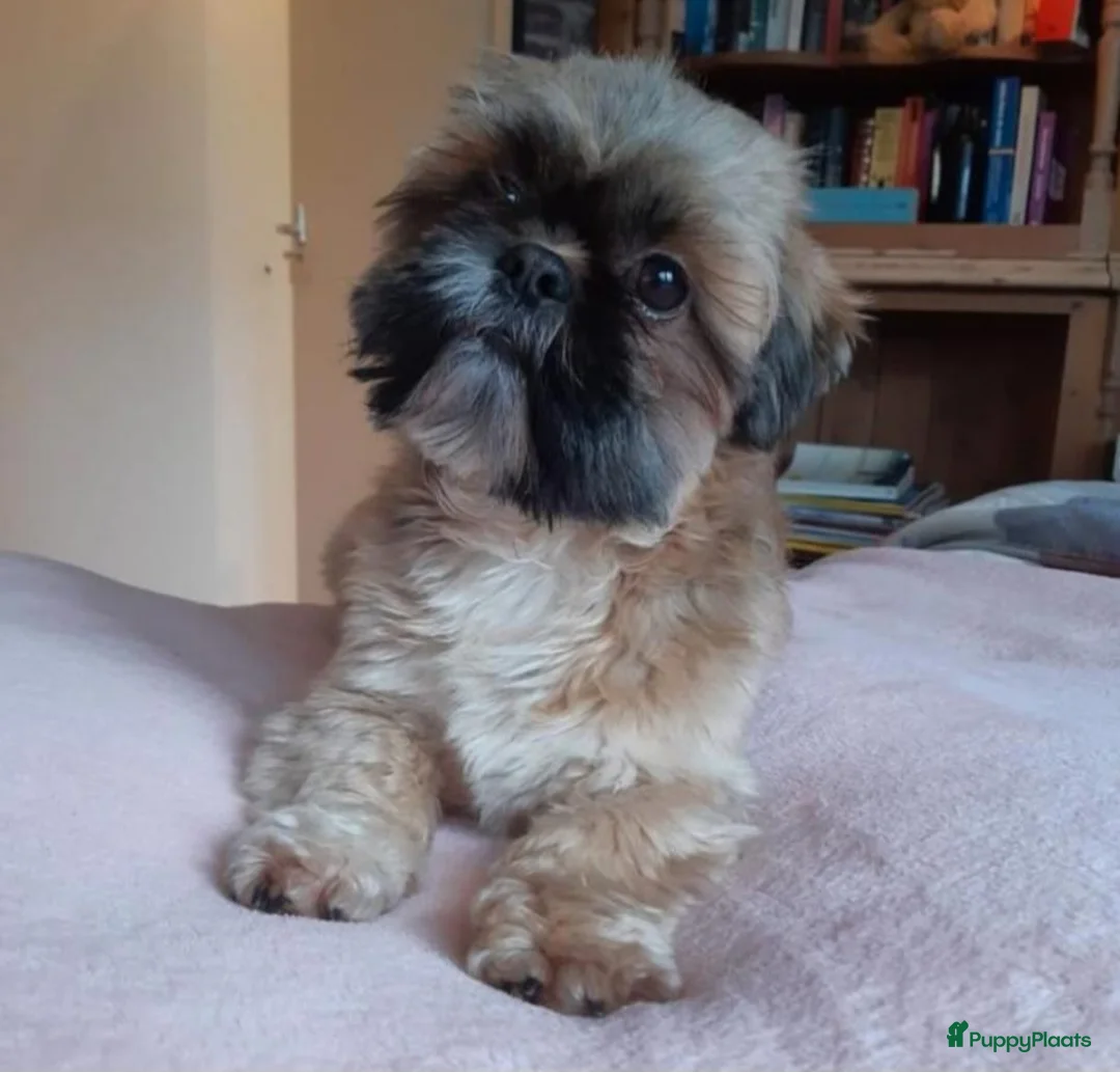 Shih Tzu honden te koop: Shih tzu nestaankondiging  - Advertentie 2