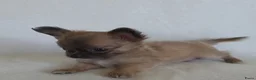 Chihuahua honden te koop: Chihuahua pup (klein reutje) - Advertentie 6