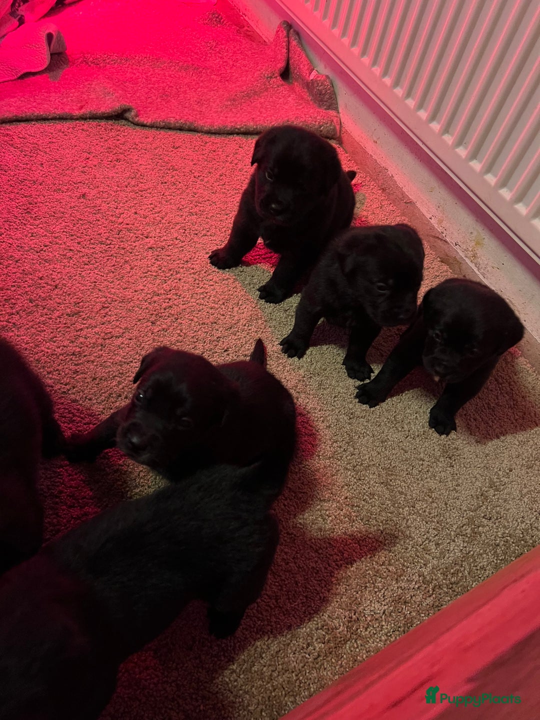 Kruising honden te koop: Mooie boulabjes te koop  - Advertentie 2