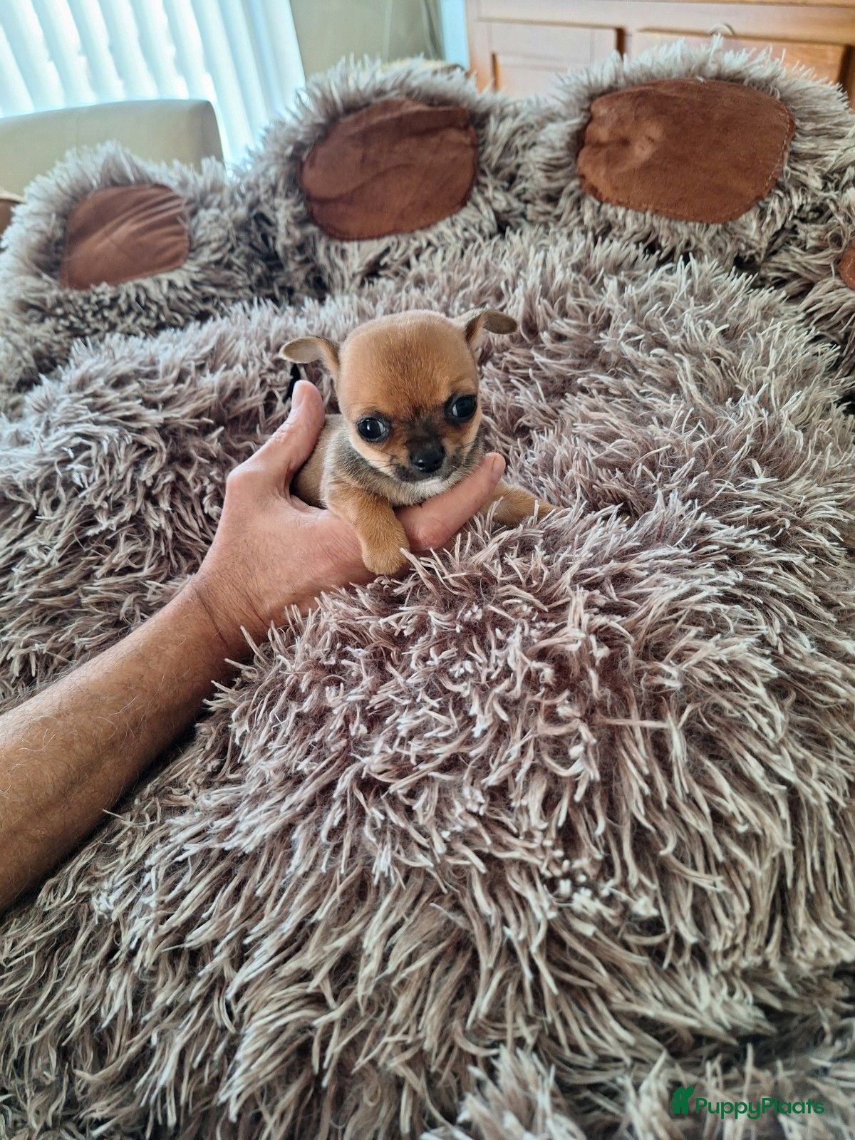 Chihuahua honden Super mooie chihuahua puppy's  - Advertentie 1