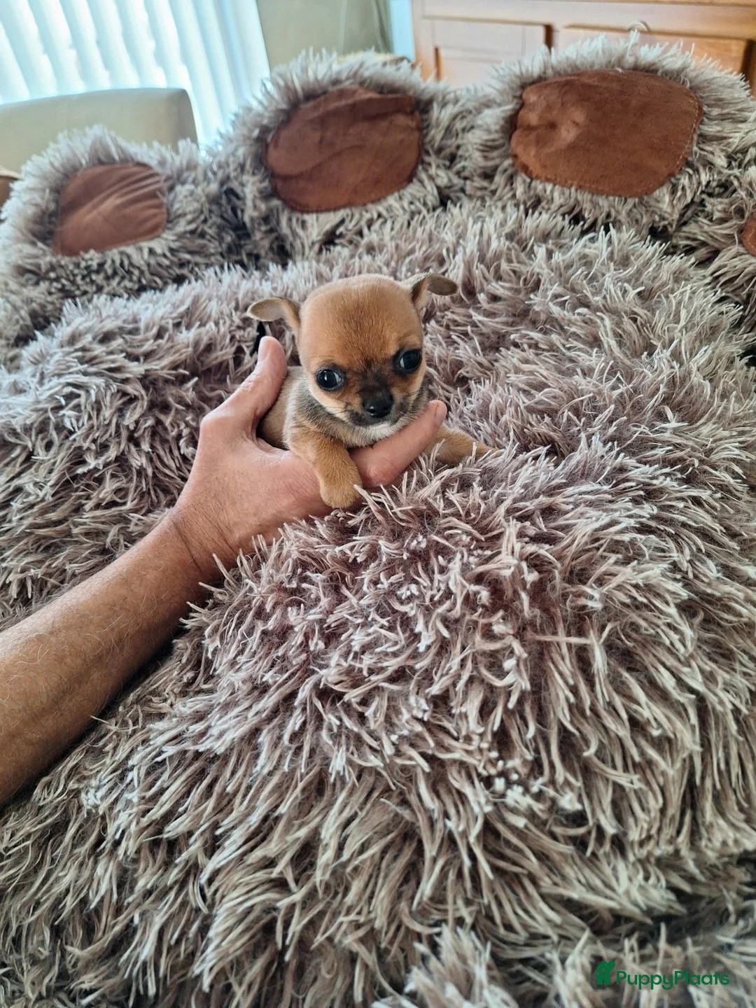 Chihuahua honden te koop: Super mooie chihuahua puppy's  - Advertentie 1