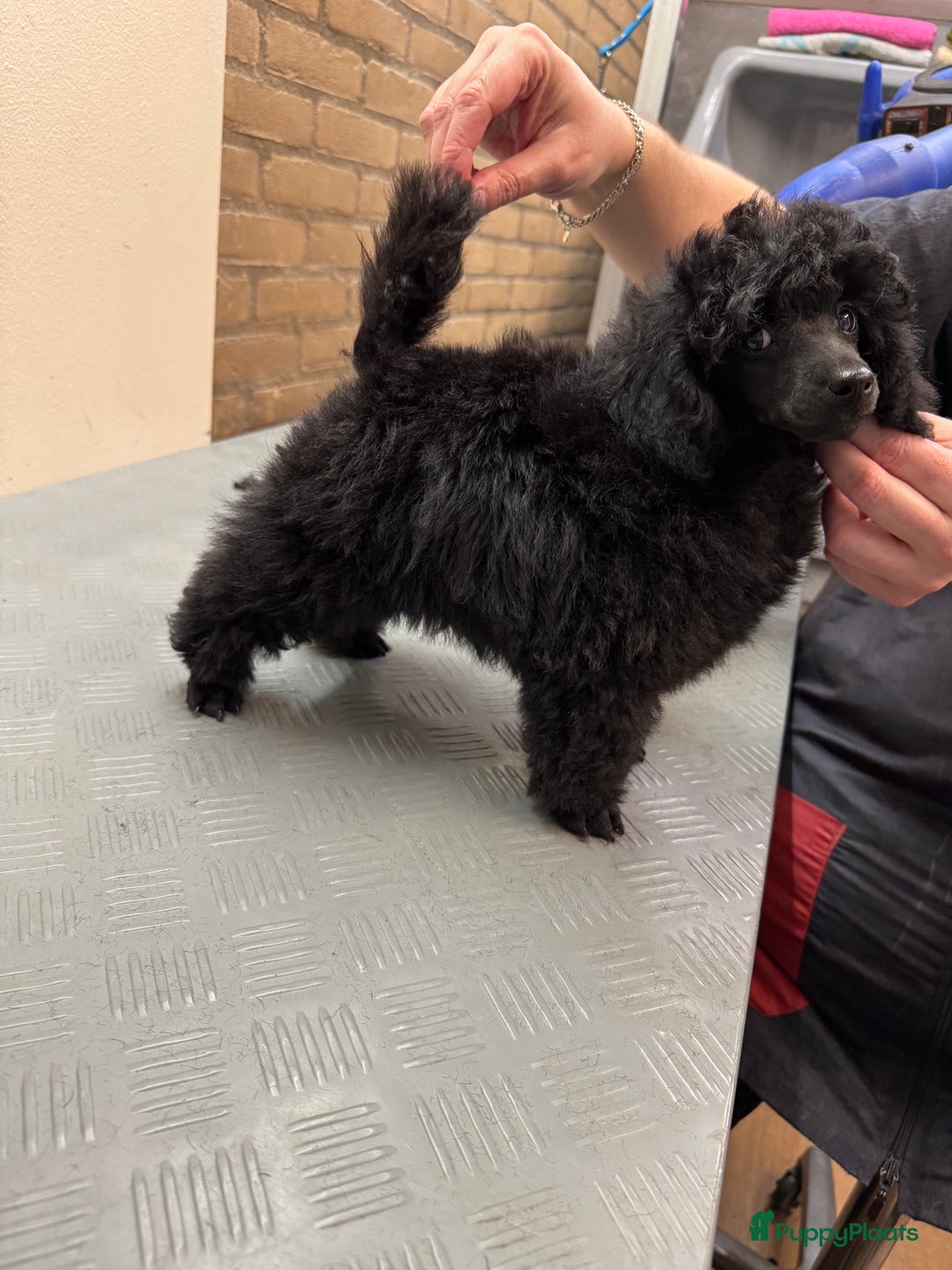 Dwergpoedel honden te koop: Dwerg poedel pup met stamboom (fci) - Advertentie 2