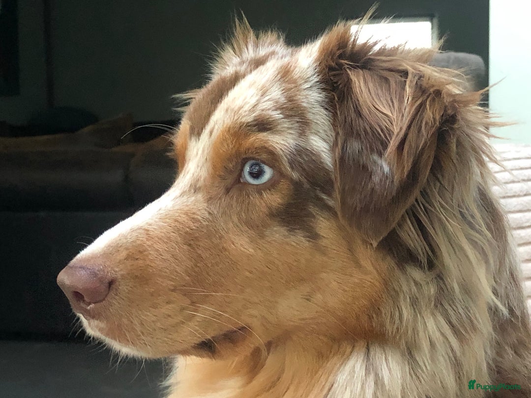 Australian Shepherd honden te koop: Prachtige Aussie Pups in Hulten - Afbeelding 1