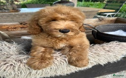 Labradoodle honden te koop: Labradoodle  - Afbeelding 12