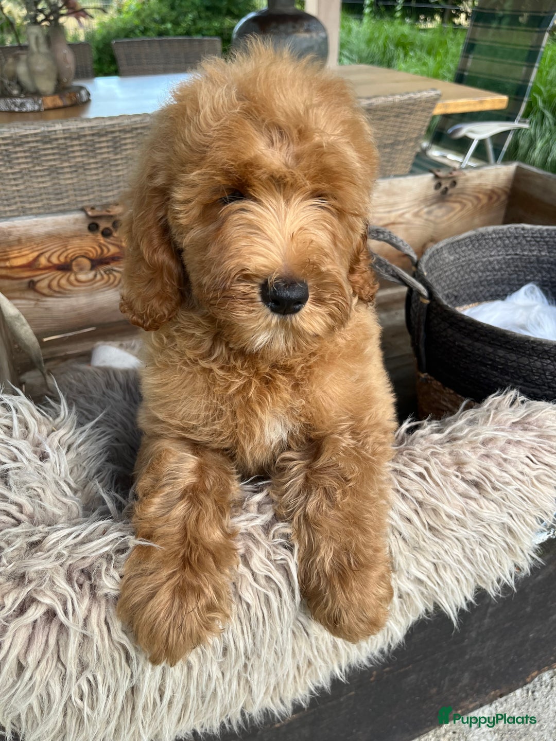 Labradoodle honden te koop: Labradoodle  - Afbeelding 12
