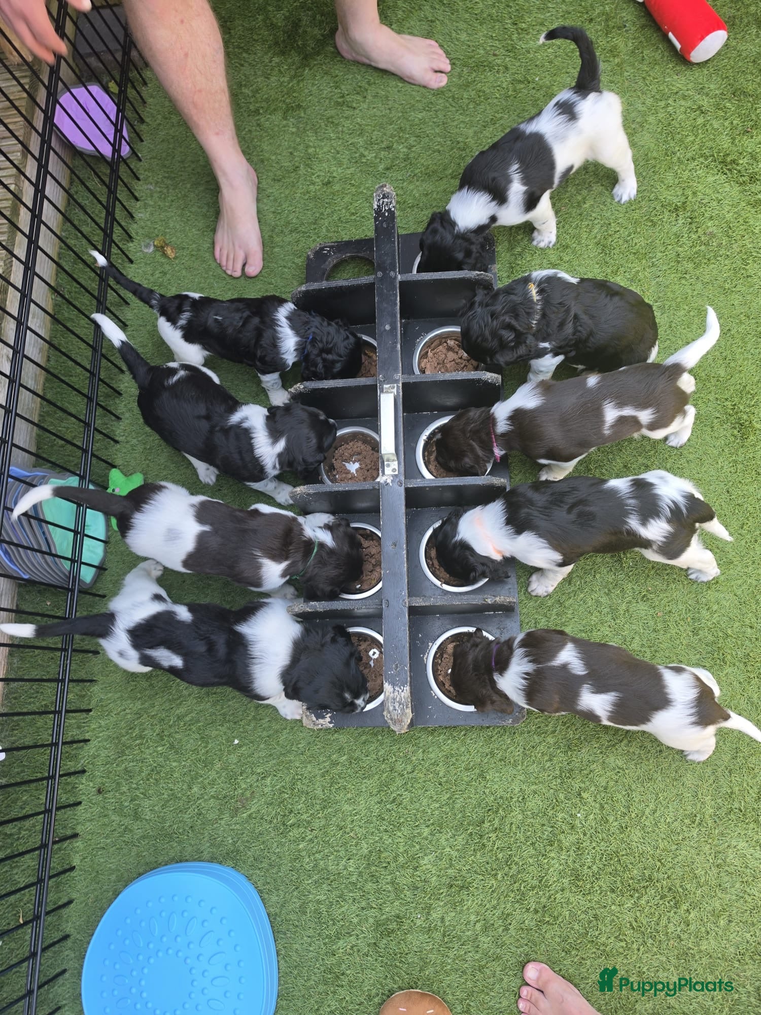 Kruising honden Geweldig nestje Heidewachtel x Friese stabij pups - Advertentie 2