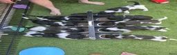Kruising honden te koop: Geweldig nestje Heidewachtel x Friese stabij pups - Advertentie 2