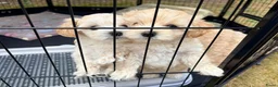 Maltipoo honden te koop: Schattige Maltipoo pups F1 (1x reutje & 1x teefje) - Advertentie 12