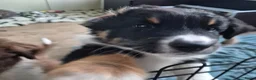 Australian Shepherd honden te koop: Nog 2 australian shepherd reutjes zoeken een thuis - Advertentie 27