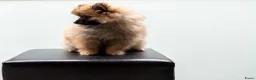 Kruising honden te koop: 4 Prachtige Keeshond/Pomeriaan pups (Oranje-Sabel) in Den Haag - Advertentie 25