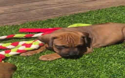 Rhodesian Ridgeback honden te koop: Rhodesian Ridgeback pups in Bentveld - Afbeelding 10