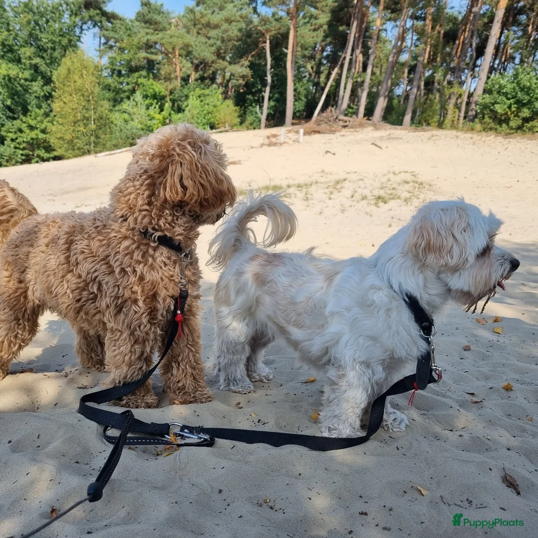 Maltipoo honden te koop: Maltipoo pups - Advertentie 16