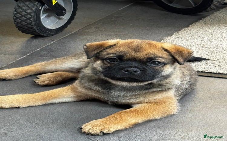 Retromops honden - Advertentie 1