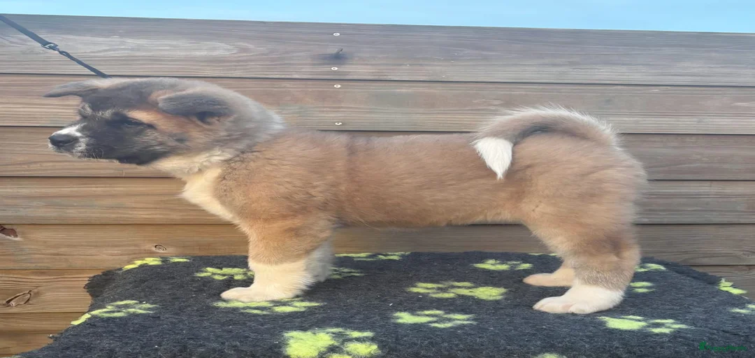 Galerij afbeelding {{count}}