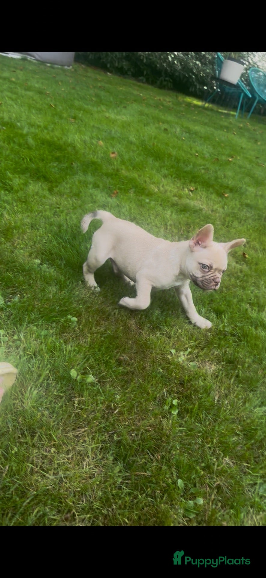 Franse Bulldog honden Franse Bulldog reutje met stamboom  - Advertentie 1