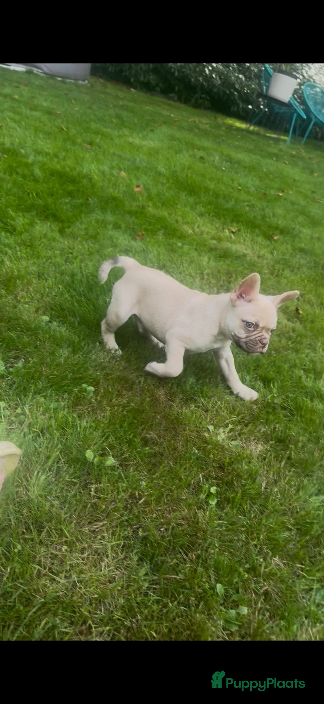 Franse Bulldog honden te koop: Franse Bulldog reutje met stamboom  - Advertentie 1
