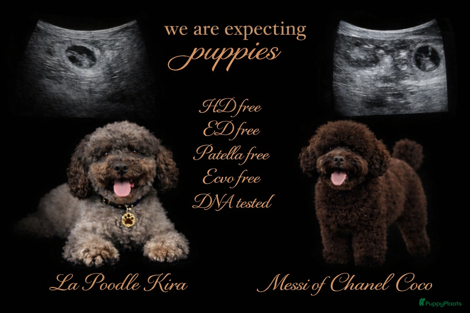 Kruising honden Pups Verwacht multigeneratie ( hypoallergeen )  - Advertentie 5