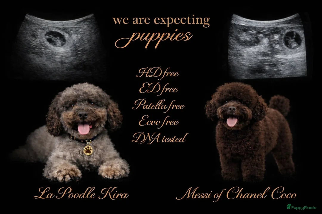 Kruising honden te koop: Pups Verwacht multigeneratie ( hypoallergeen )  - Advertentie 1