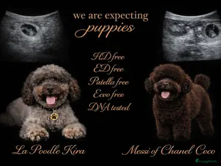 Kruising honden Pups Verwacht multigeneratie ( hypoallergeen ) - Advertentie 5