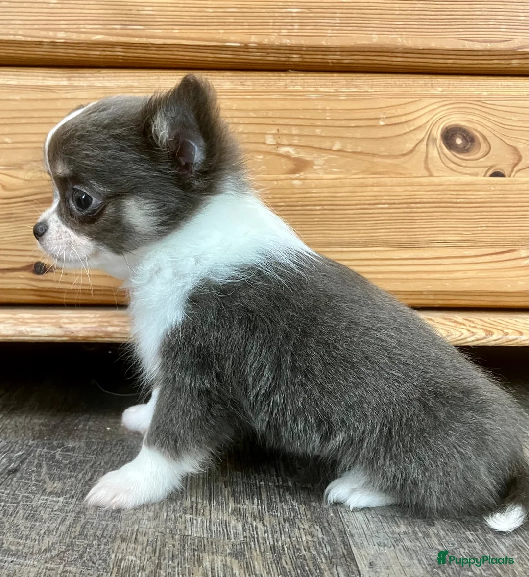 Pomchi honden te koop: Langharige blauw/wit/tan pup pomchi /chihuahua - Advertentie 2