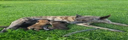 Kruising honden te koop: Hollandse Herder X Labrador pups zoeken baasje! - Advertentie 8
