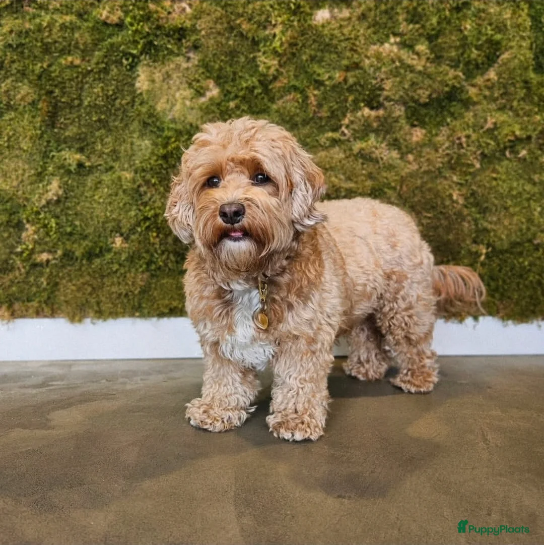 Maltipoo honden te koop: Maltipoo teefje F2 - Advertentie 5