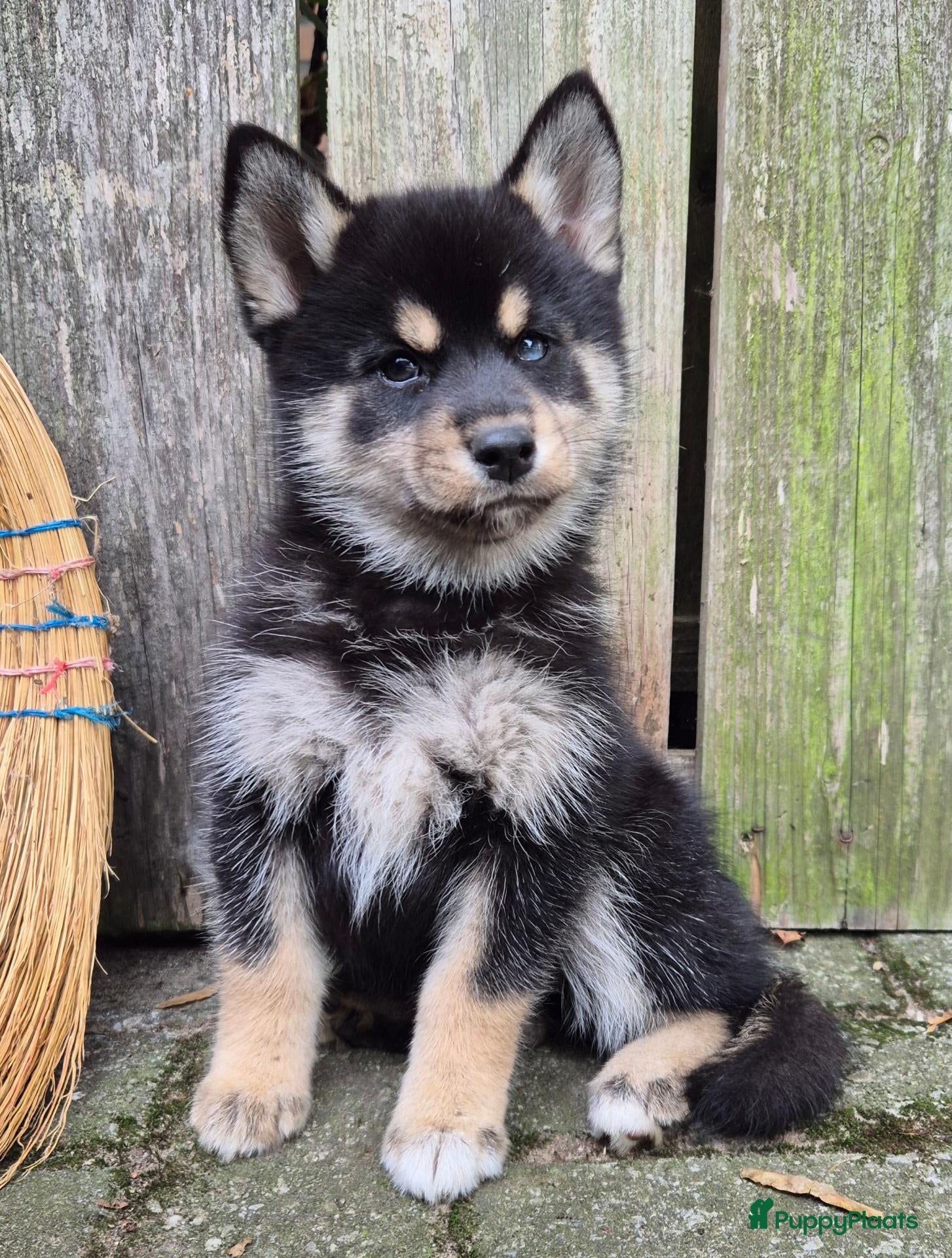 Kruising honden Pomsky (3/4) x Shiba inu (1/4) pups - Advertentie 6