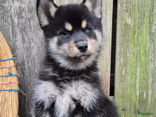 Kruising honden Pomsky (3/4) x Shiba inu (1/4) pups - Advertentie 6