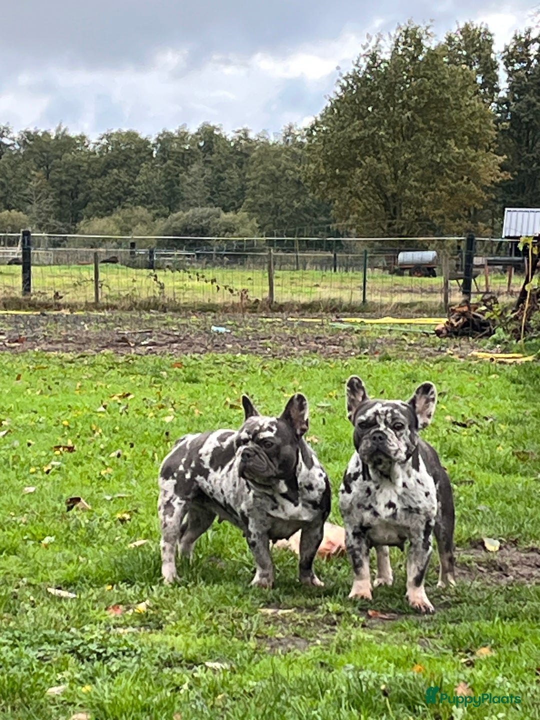 Franse Bulldog honden te koop: Franse Bulldog pups Lionheart Bloodline België  - Advertentie 6