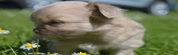 Chihuahua honden te koop: Langharige Chihuahua puppy’s  - Advertentie 7