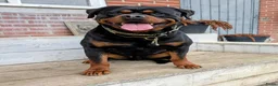 Rottweiler honden te koop: Prachtige Rottweilerpups  - Advertentie 19