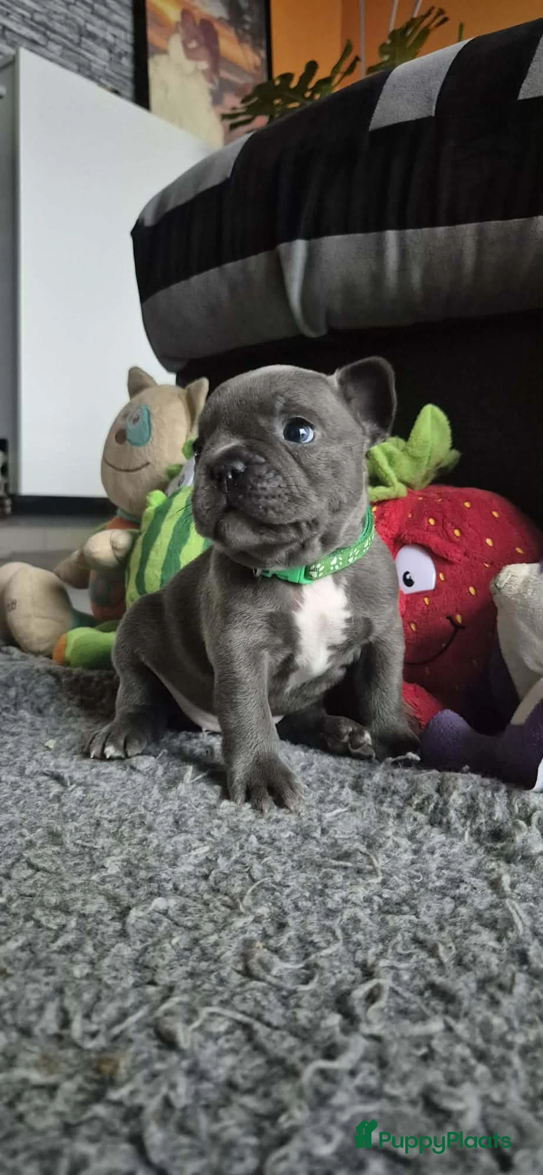 Franse Bulldog honden te koop:  Prachtige Blauwe Bulldog puppy’s thuisnestje - Advertentie 15
