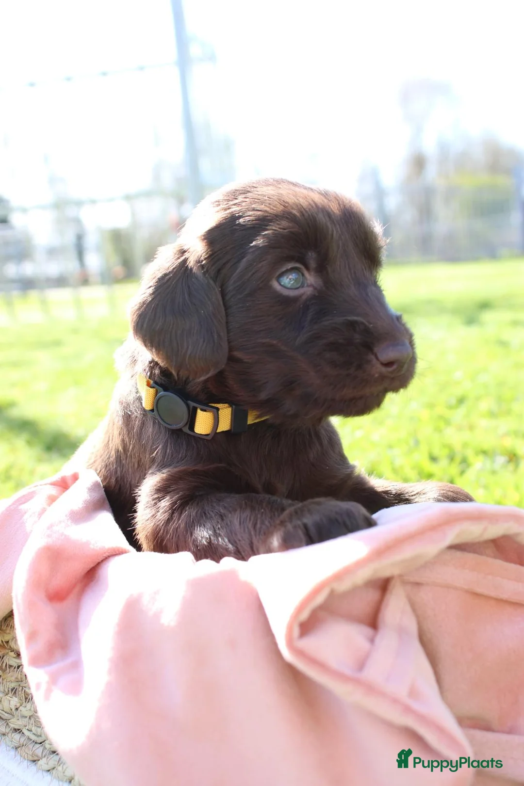 Flatcoated Retriever honden te koop: Flatcoated retriever pups  - Advertentie 2
