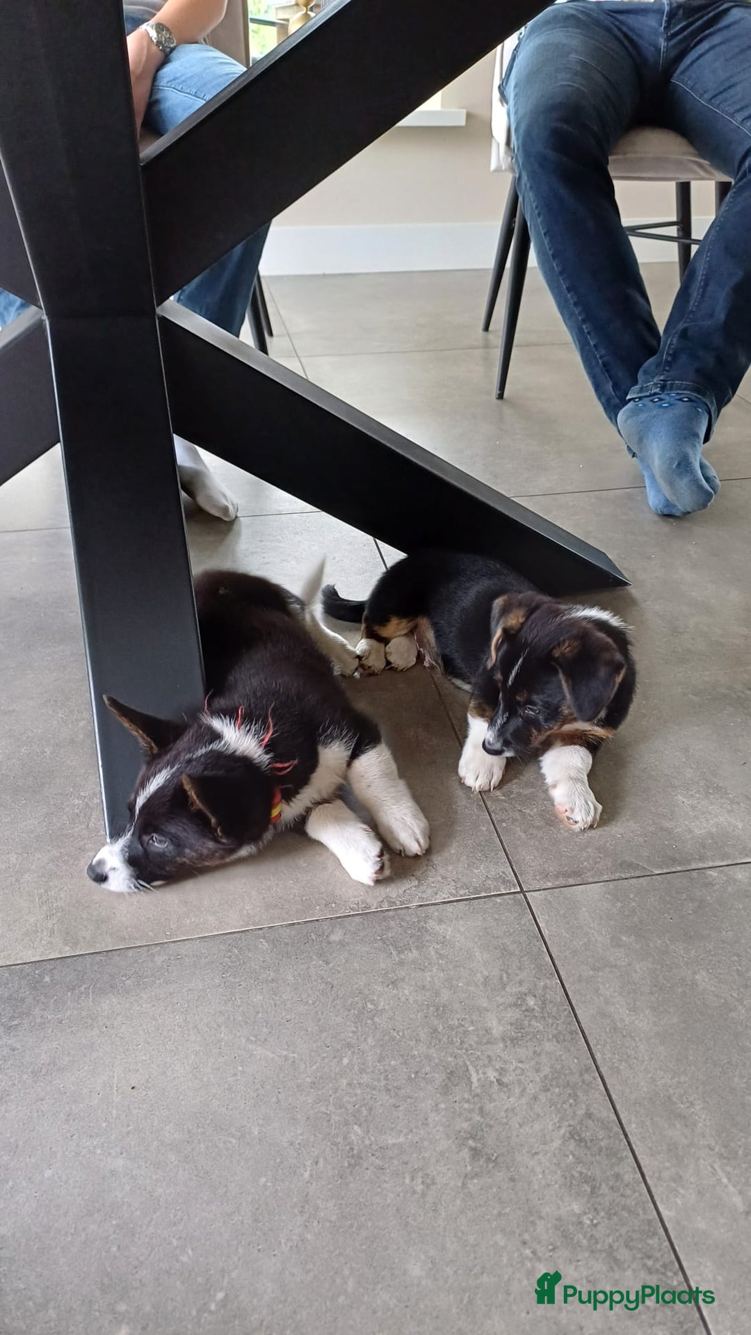 Welsh Corgi Cardigan honden te koop: 2 Welsh Corgi Cardigan pups te koop! in Barneveld - Afbeelding 2