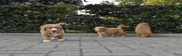 Nova Scotia Duck Tolling Retriever honden te koop: Nova Scotia Duck Tolling Retriever pups # Toller - Advertentie 7