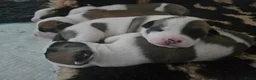 American Staffordshire Terriër honden te koop: American staffordshire terrier pups - Advertentie 5