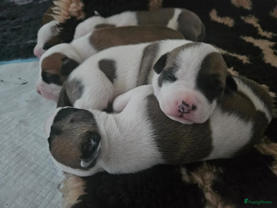American Staffordshire Terriër honden te koop: American staffordshire terrier pups - Advertentie 5