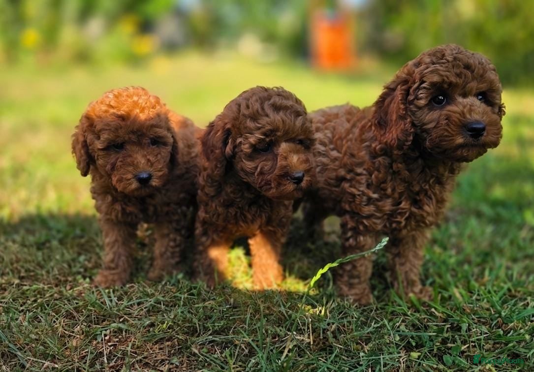 Kruising honden Poedel pups te koop toy als dwergpoedel - Advertentie 2