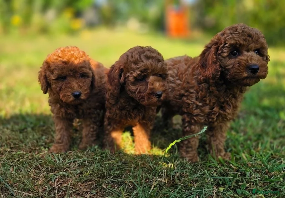 Kruising honden te koop: Poedel pups te koop toy als dwergpoedel in Sas van Gent - Advertentie 1