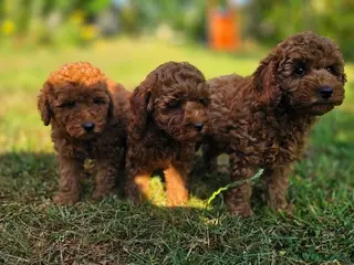 Kruising honden Poedel pups te koop toy als dwergpoedel - Advertentie 4
