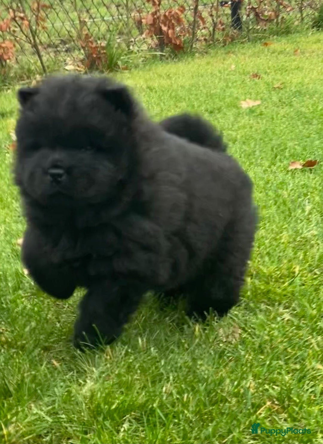 Chow Chow honden te koop: Nog 2 chow chow pups beschikbaar - Advertentie 6