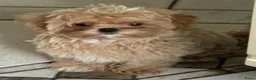 Maltipoo honden te koop: Mini AziatischeF1 Maltipooe reutjes, Top kwaliteit - Advertentie 10