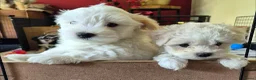 Morkie honden te koop: Zeer mooie witte Morkie pups reutjes in Groningen - Advertentie 7